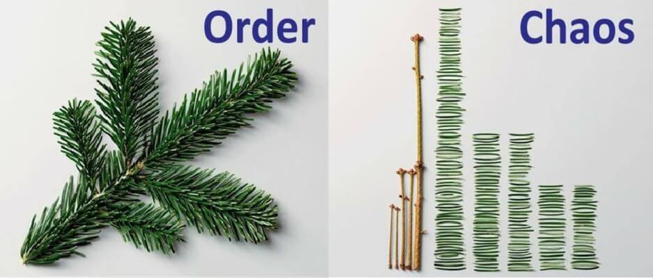 Meme with a natural conifer needle cluster labeled "order," versus the needles stripped and lined up neatly with their stems labeled "chaos."
